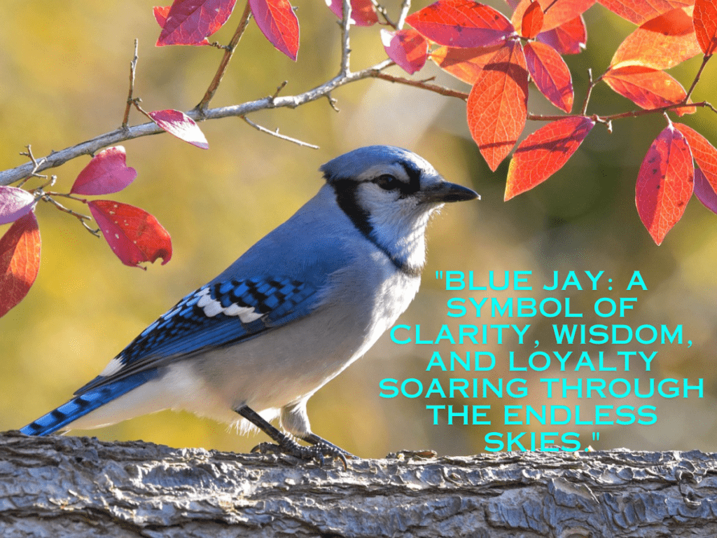 Blue Jay Significance