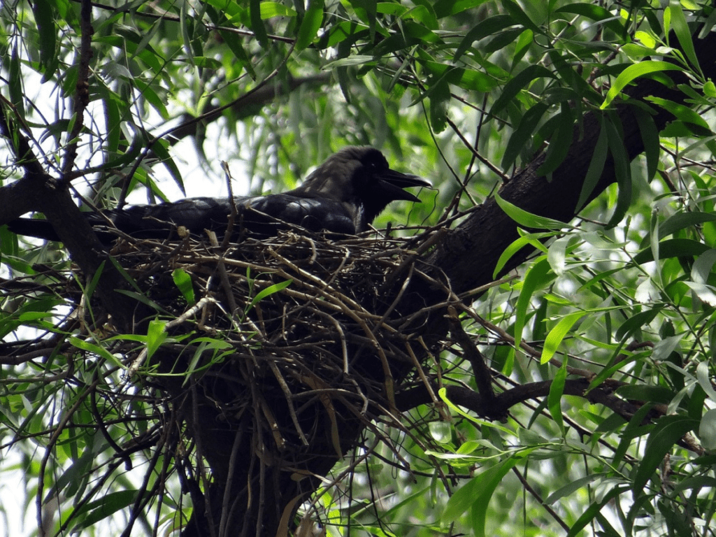 Crow Nest