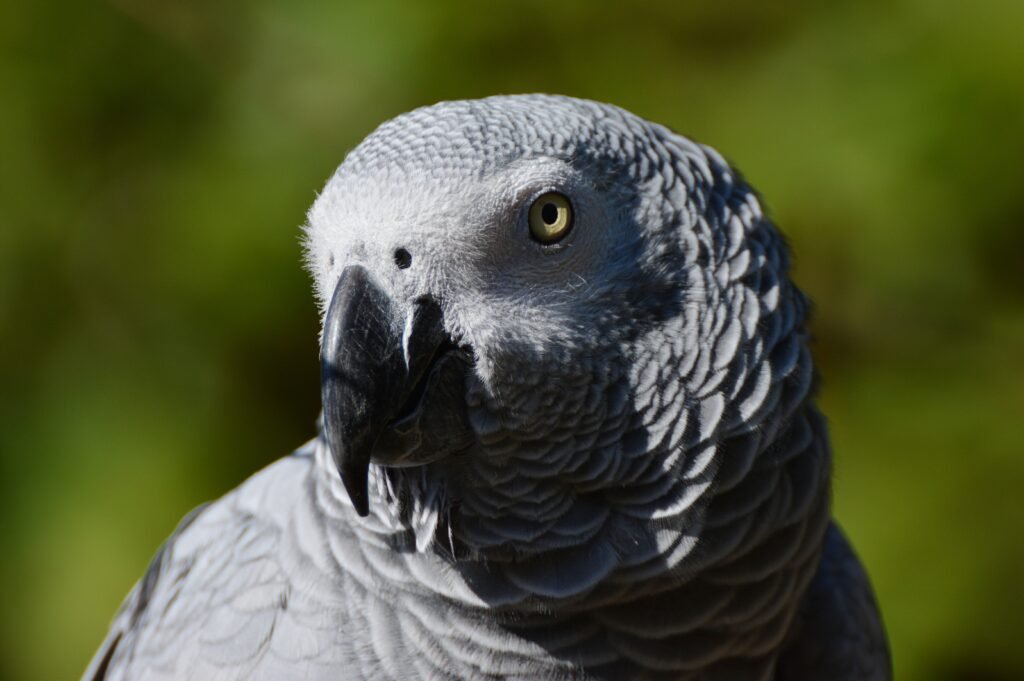 African Grey Parrots life Expectancy