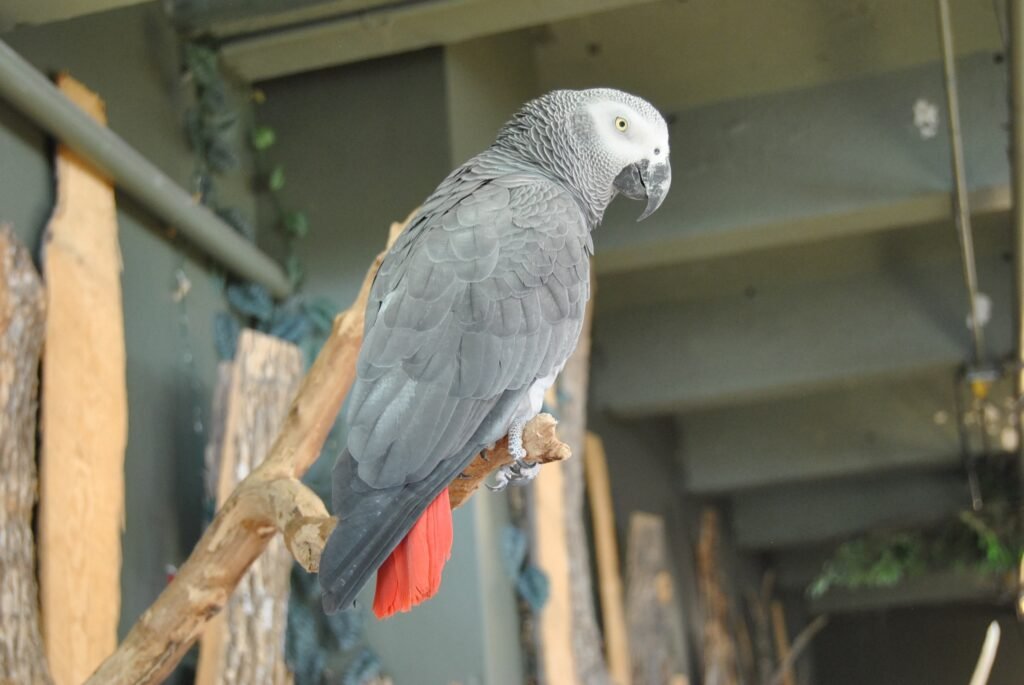 African Grey parrot life expectancy