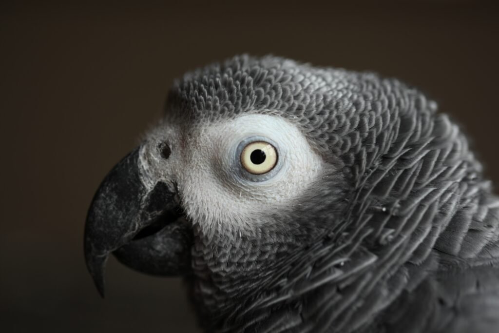 African grey parrot life expectancy