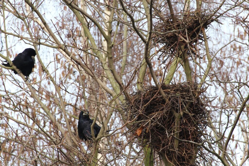 Crow Nesting 
