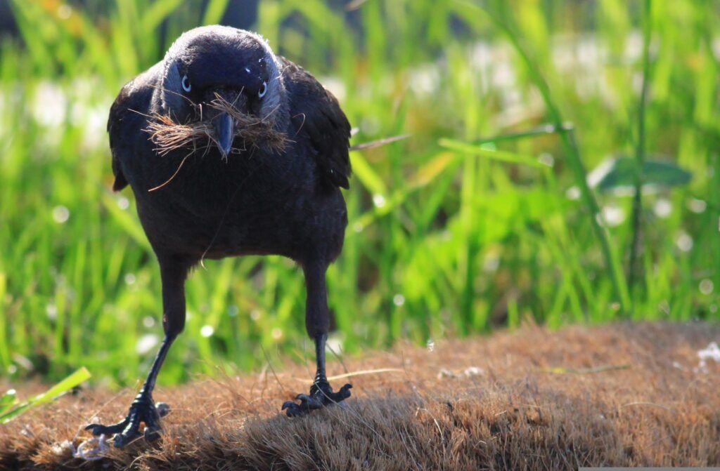 Crow Nesting Material 