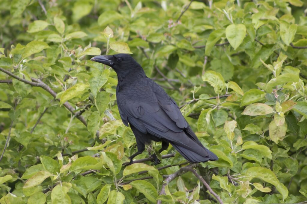 Crow black 
