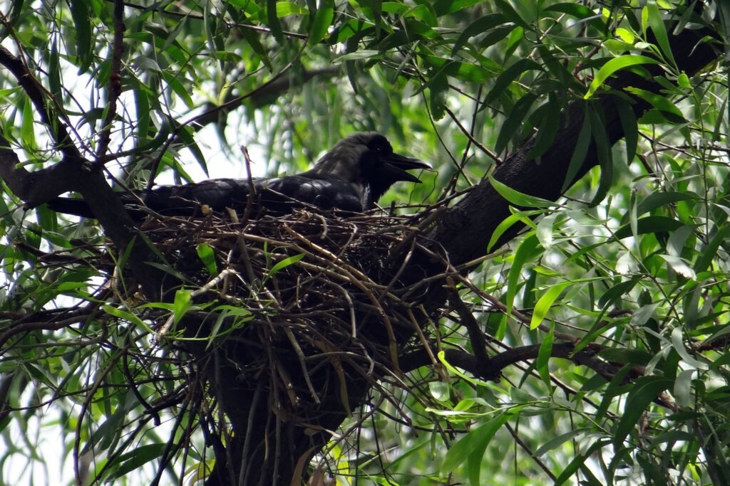 Crow nest View 