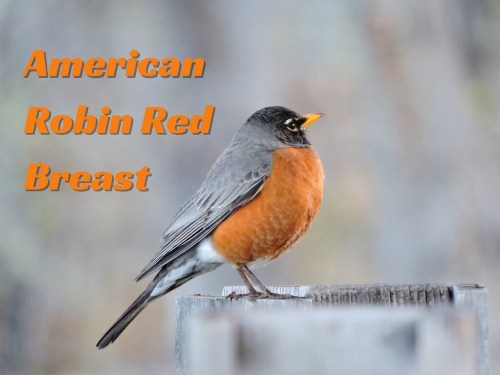 American Robin Red Breast