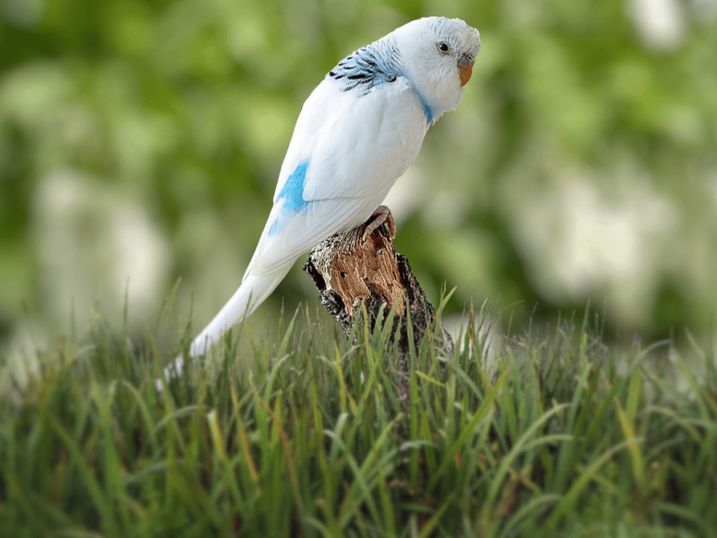 Parrotlet White