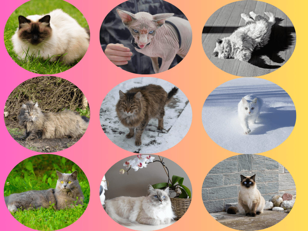 All of the cat breeds