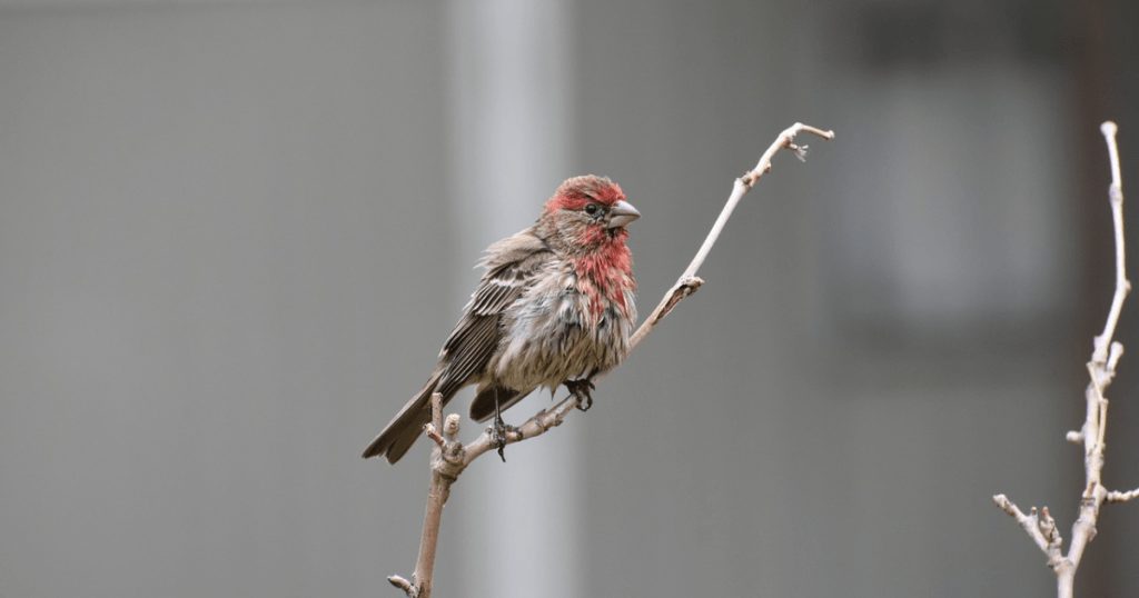 Overview of Red Head Finch Bird