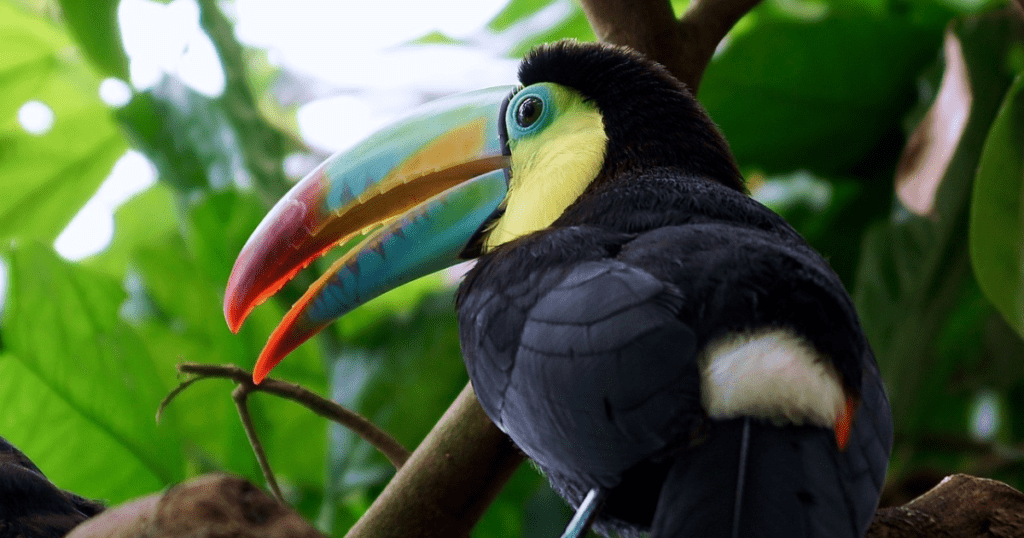 Cultural Significance of Keel Toucan