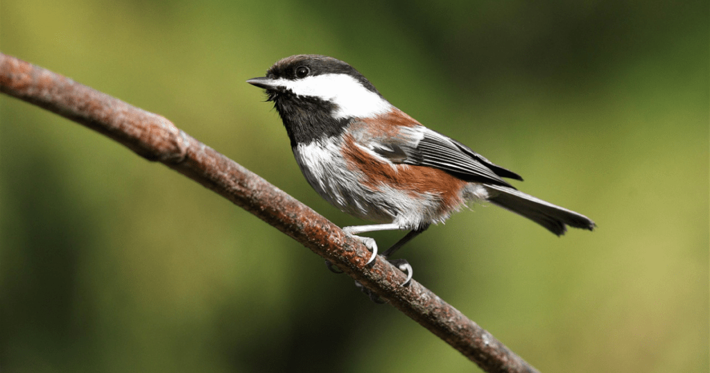Cultural Significance of Chickadee Bird