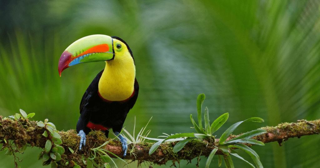 Overview of Keel Toucan