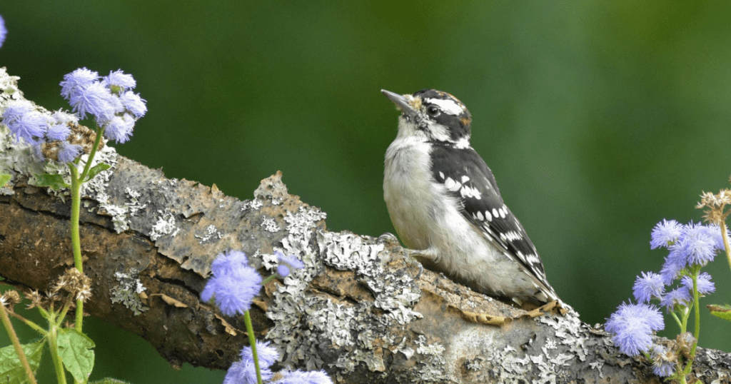 Overview of Downy Woodpecker