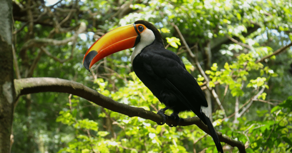 Physique of Keel Toucan