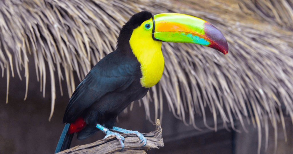 Physique of Toucan Bird