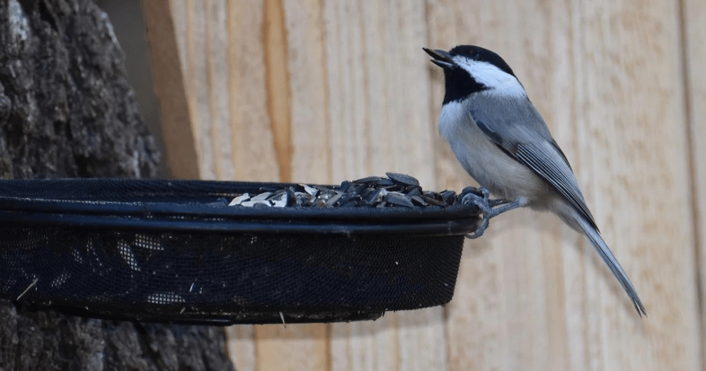 Tips for the care of Chickadee Bird as Pet