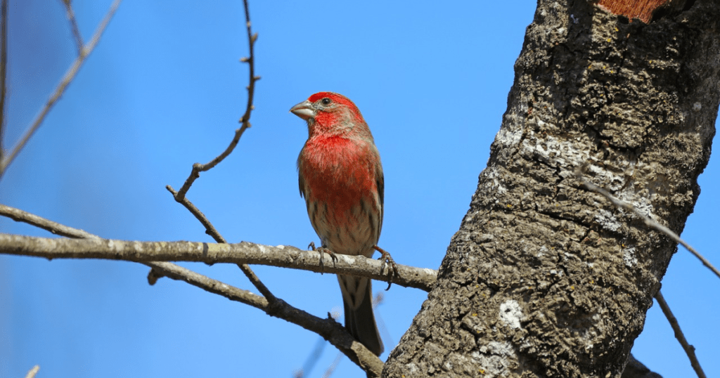 Cultural Significance of Red Head Finch Bird