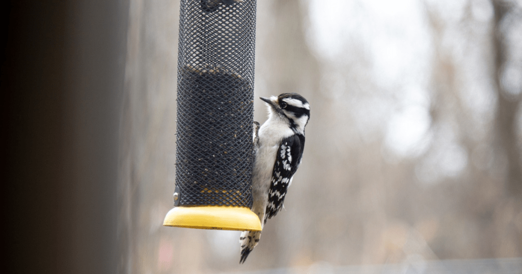 Physique of Downy Woodpecker (the Woodpecker Indiana)