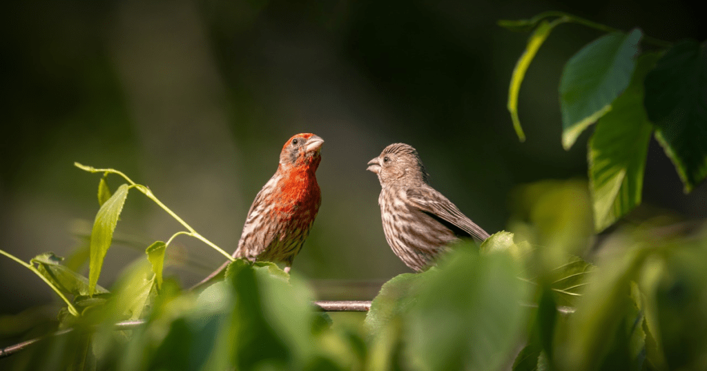 reproduction of red head finch bird 