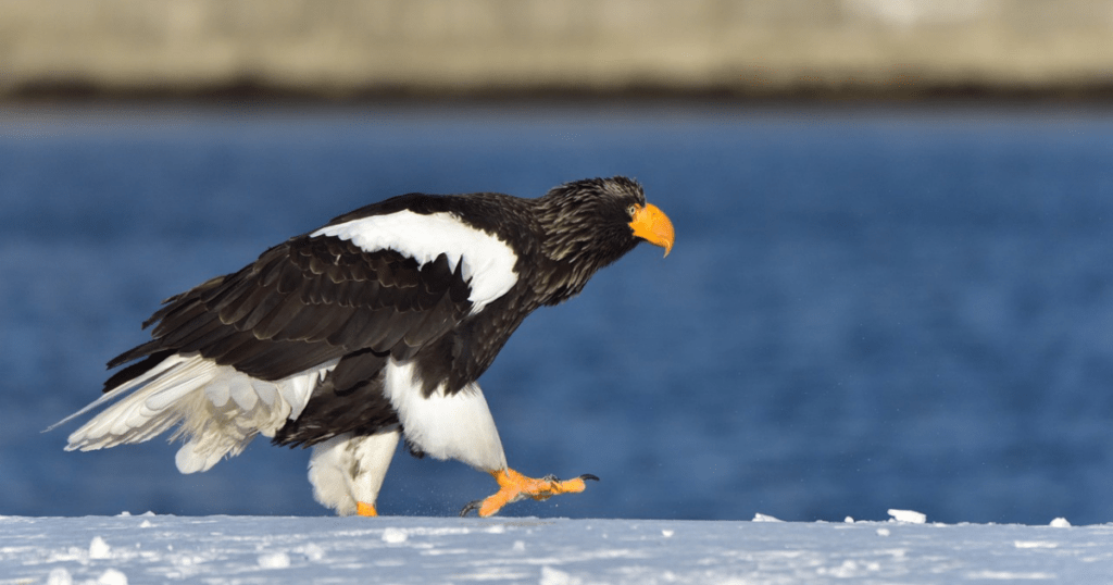 Steller's Sea Eagle 