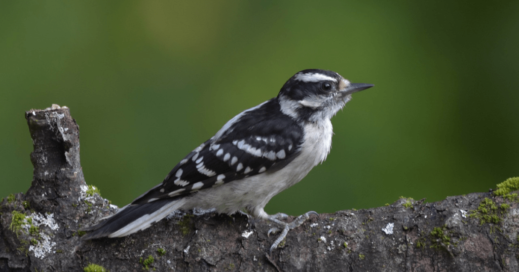 Diet of Downy  Woodpecker