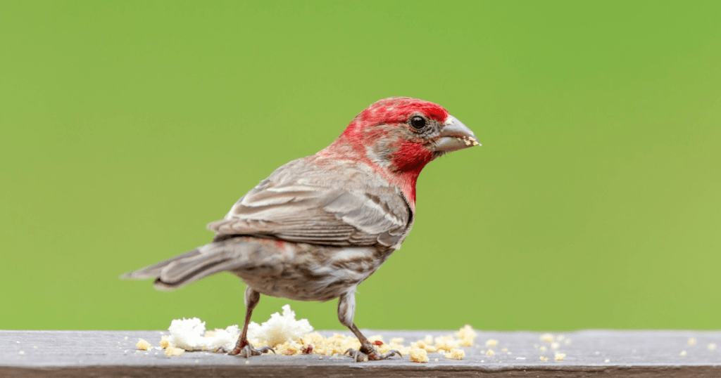 Diet of Red Head Finch Bird