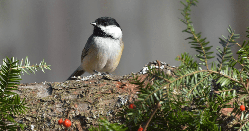 Cool Facts about Chickadee Bird