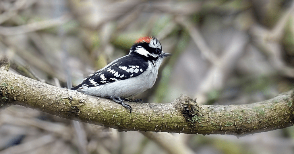 Geographical Area of Downy Woodpecker