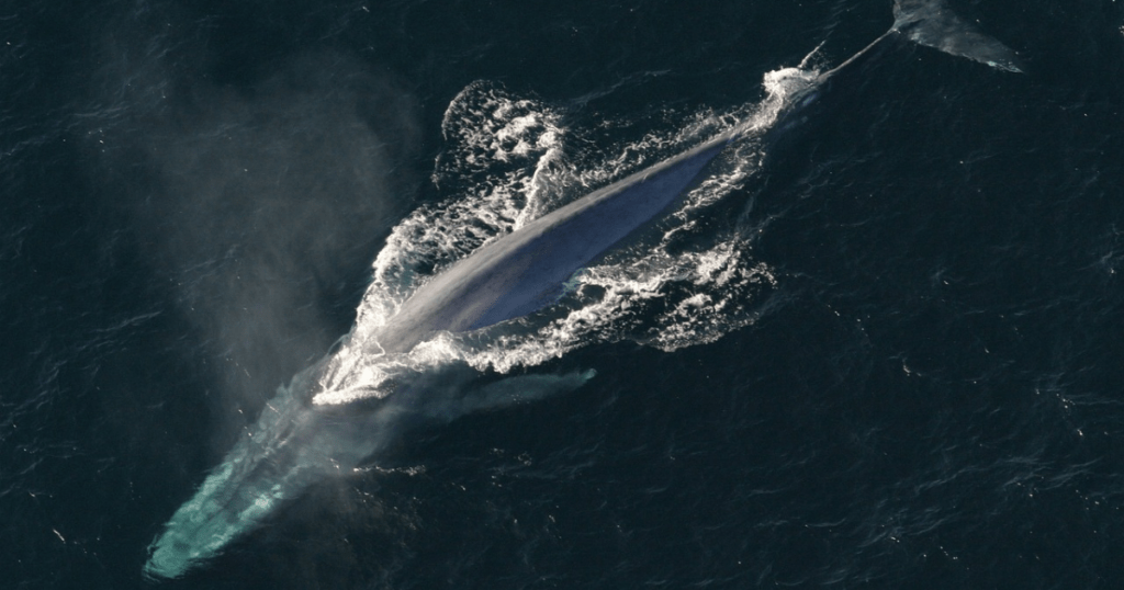 Size of  Blue Whale