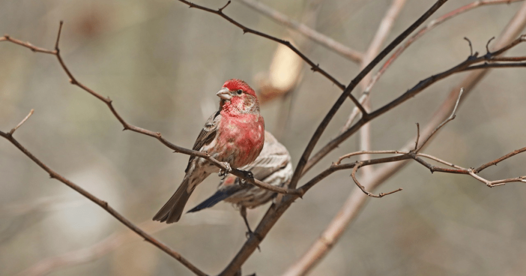 Physique of Red Head Finch Bird