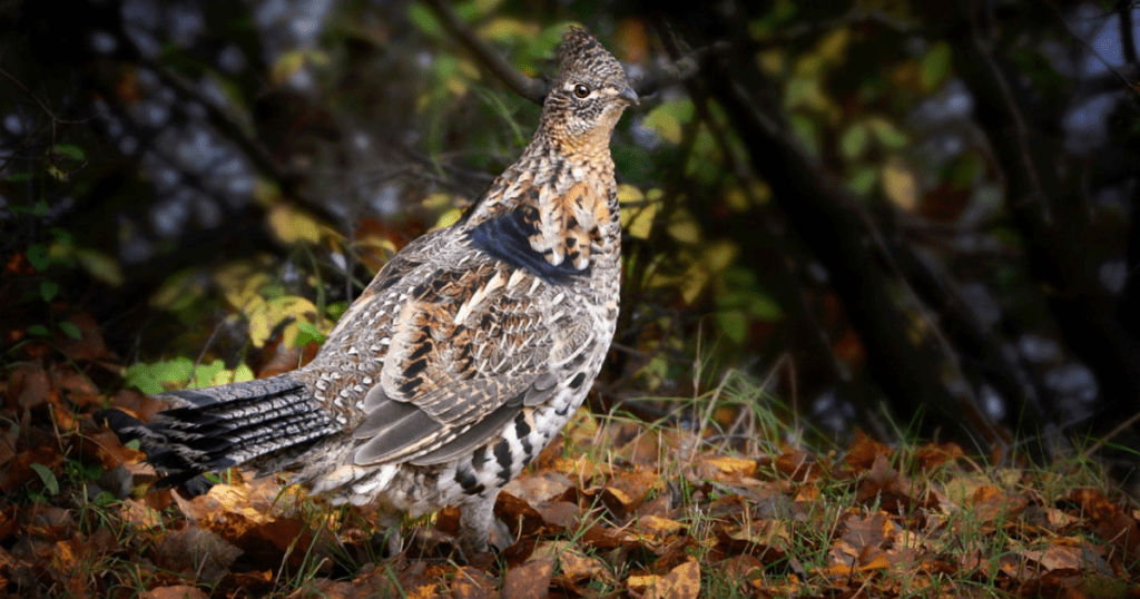 Diet of Ruffed Grouse