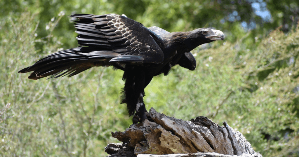 Wedge-tailed Eagle 