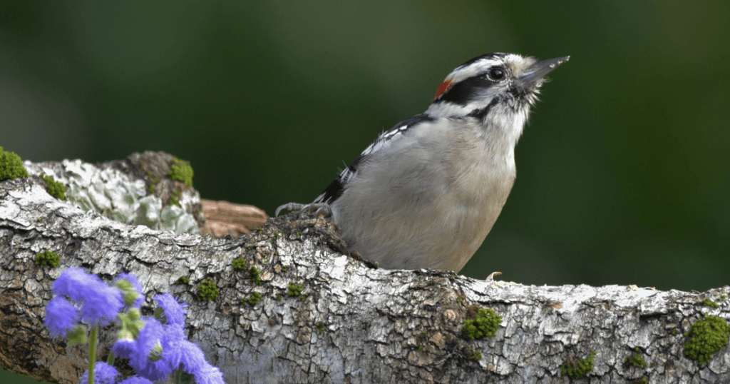 Distinguishing Features of downy woodpecker 