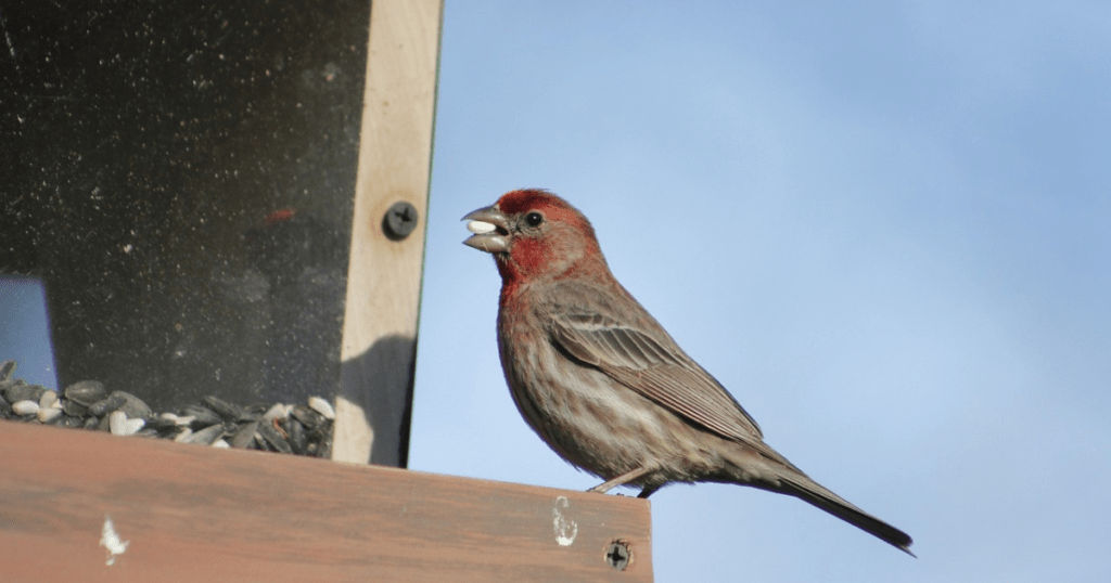 Cool Facts of Red Head Finch Bird