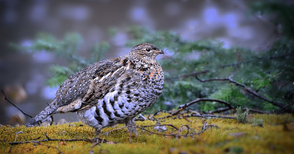 Physique of Ruffed Grouse