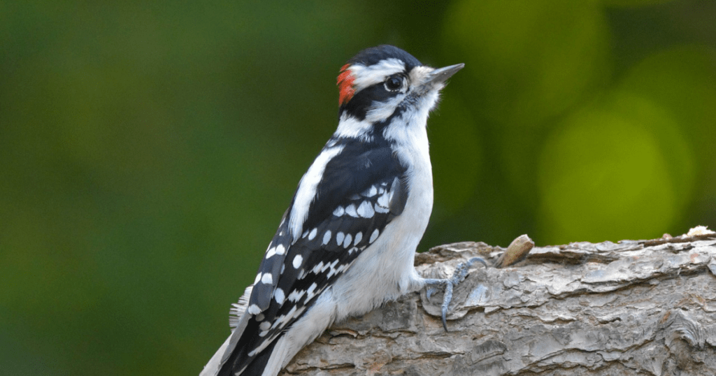 Reproduction and Life Cycle of downy woodpecker 