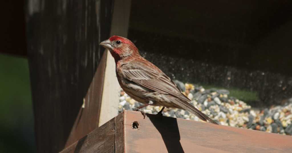 Identification of Red Head Finch Bird