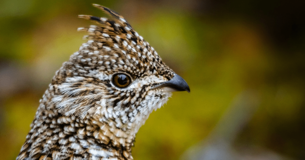 Population of Ruffed Grouse