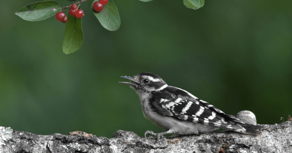 Cultural Significance of downy woodpecker 