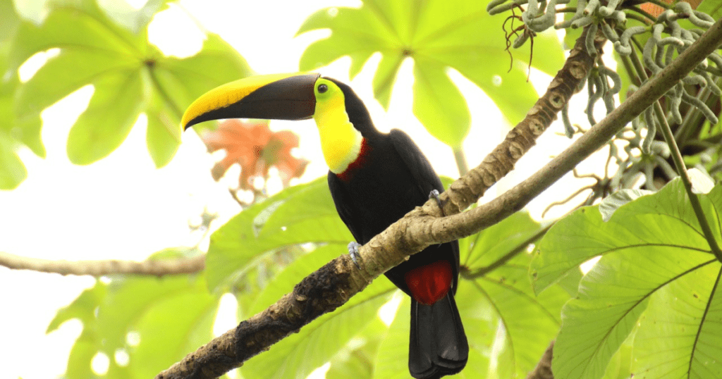 Geographical Area of Keel Toucan