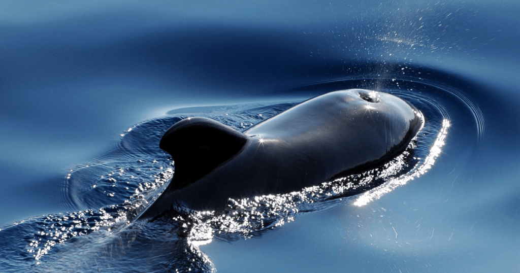 Behavior and Echology of Blue Whale