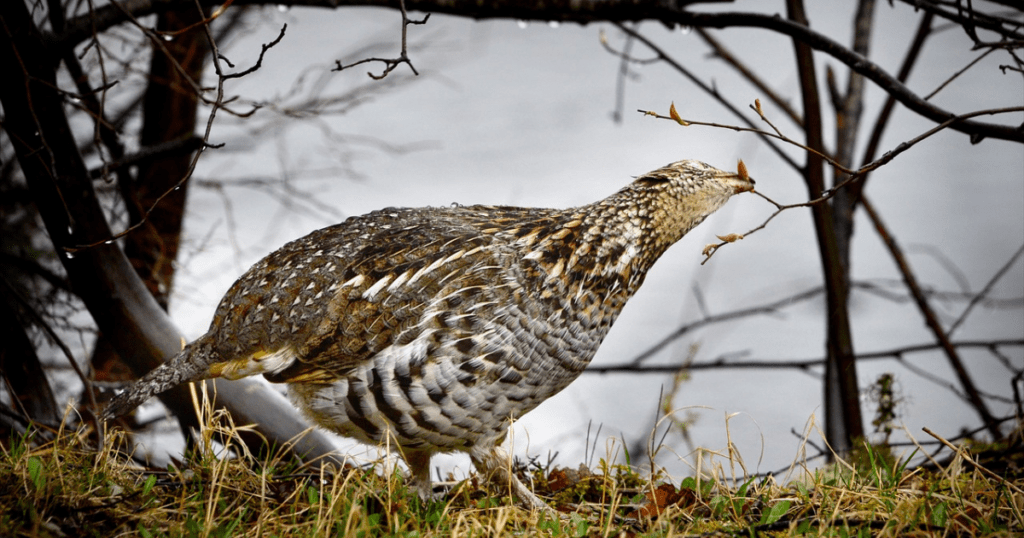 Sounds of Ruffed Grouse