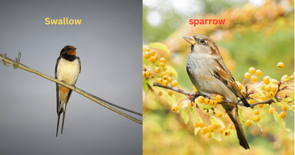 swallow and sparrow