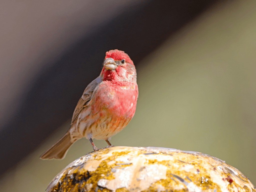 Red Head Finch Bird