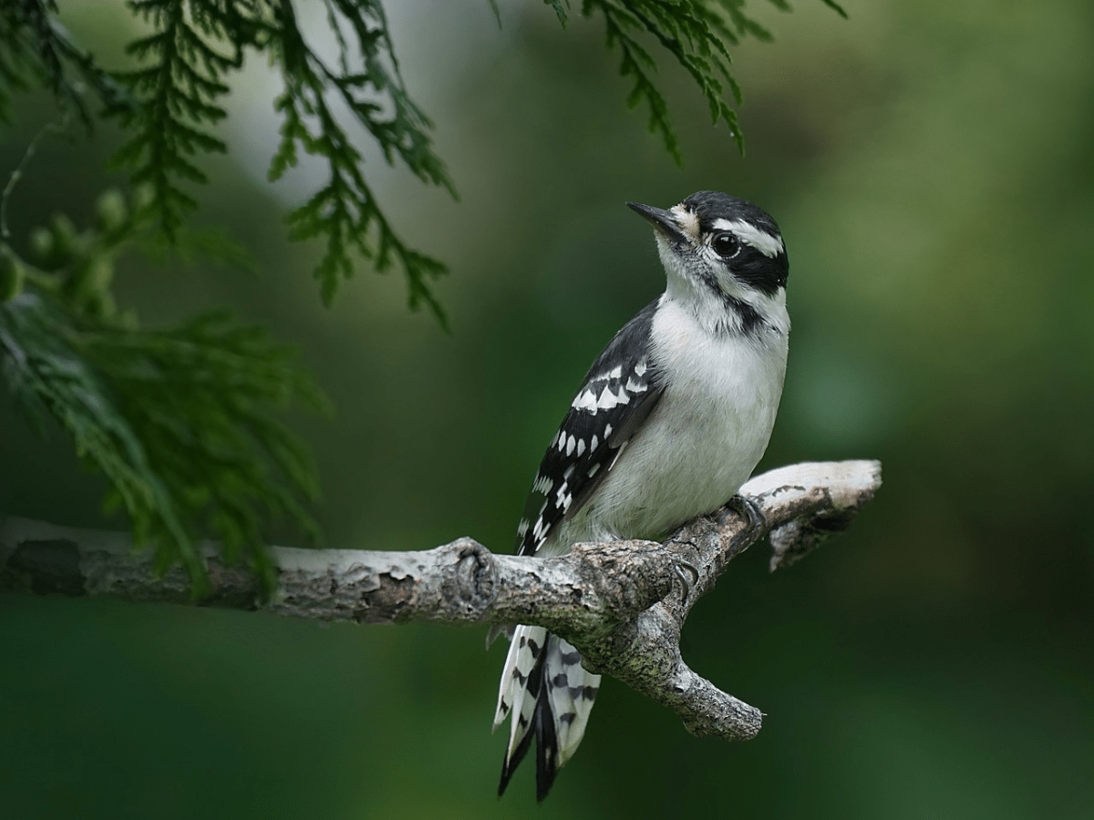 woodpecker Indiana