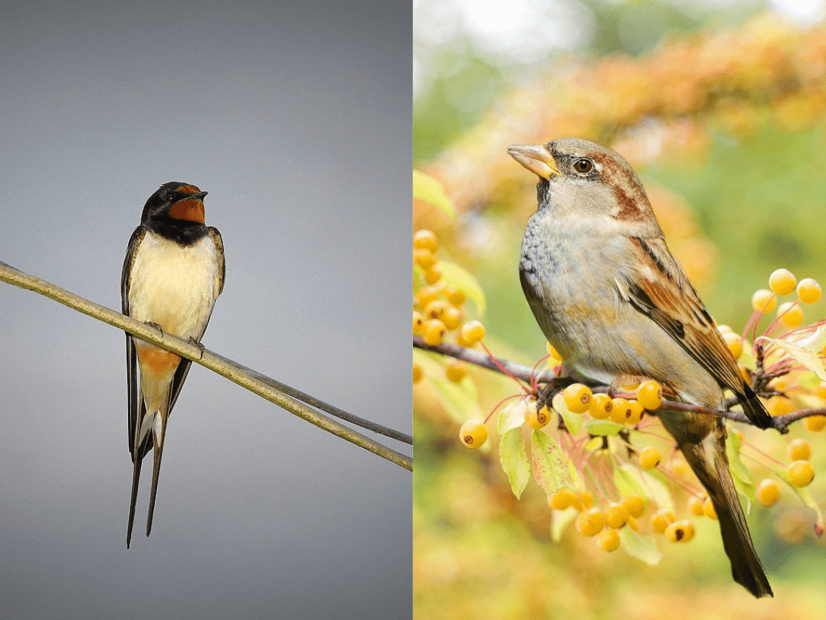 Swallow vs Sparrow