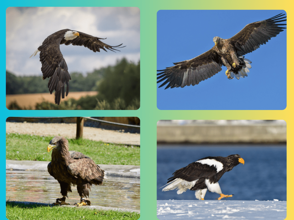 Largest Species of Eagle