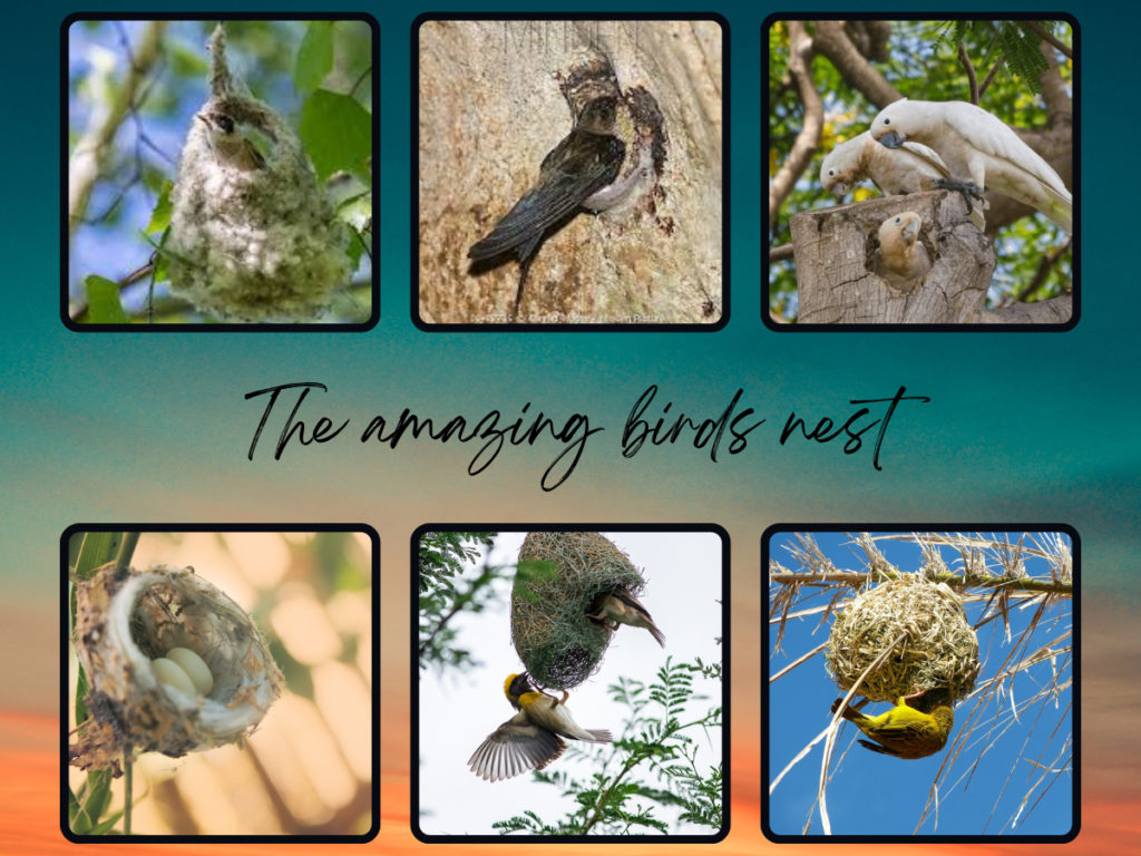 The Birds Nest