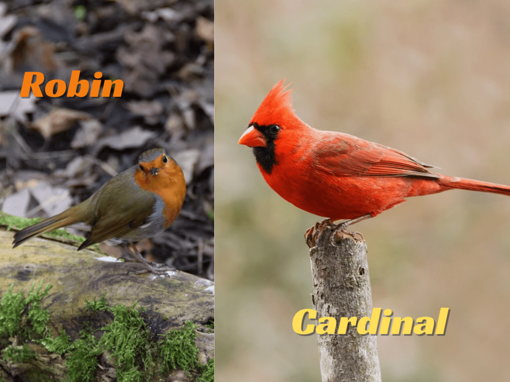 Cardinal vs Robin